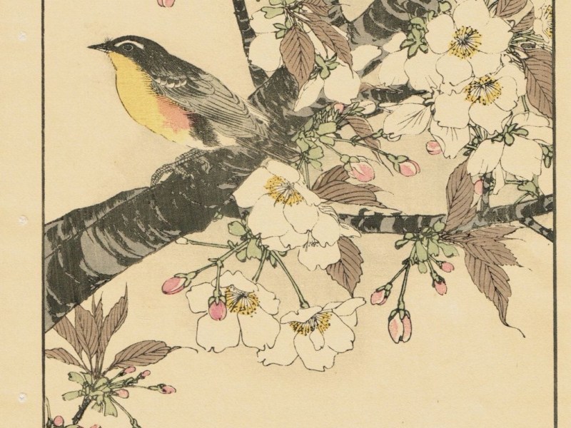 SAKURAS, a flor de&nbsp;cerejeira.