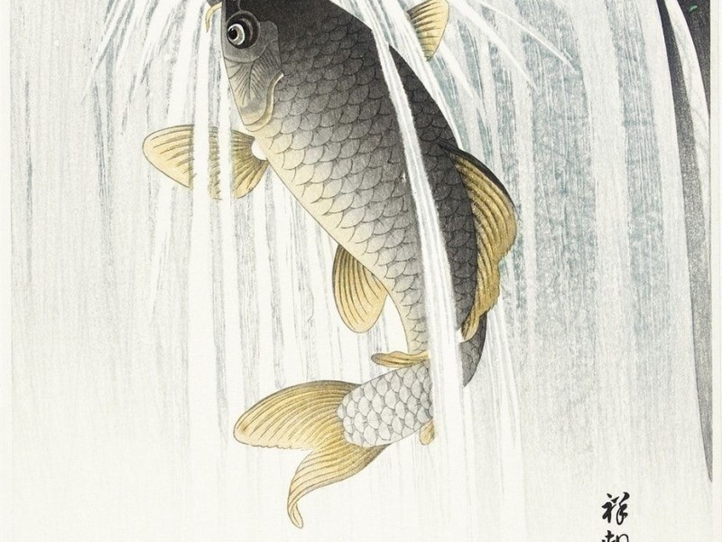 Koi, a Carpa.